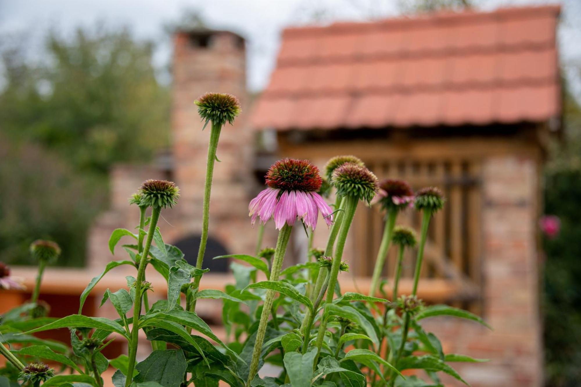 Rozmaring Vendégház Zengővárkony Extérieur photo